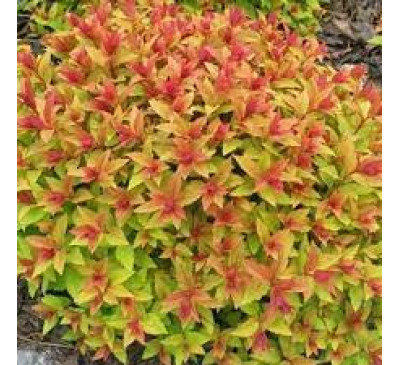 Спірея японська Голдфлейм (Spiraea japonica Goldflame)